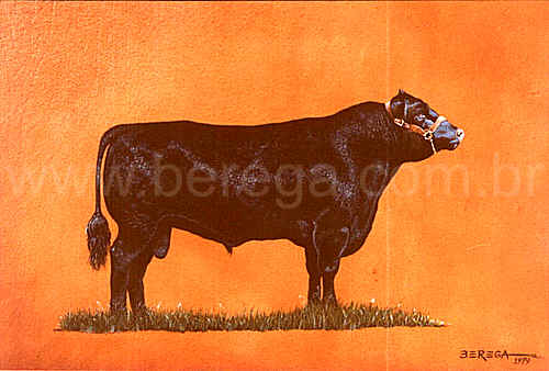Touro Aberdeen Angus - 1979