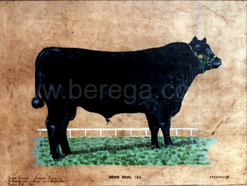Touro Aberdeen Angus - Radar Royal 18k - 1981