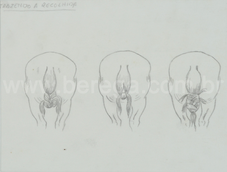 Desenho em grafite de formas de atar a cola dos cavalos - não datado