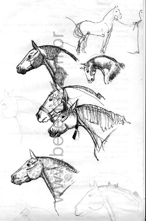 desenho r?ido de cabe?s de cavalos crioulos