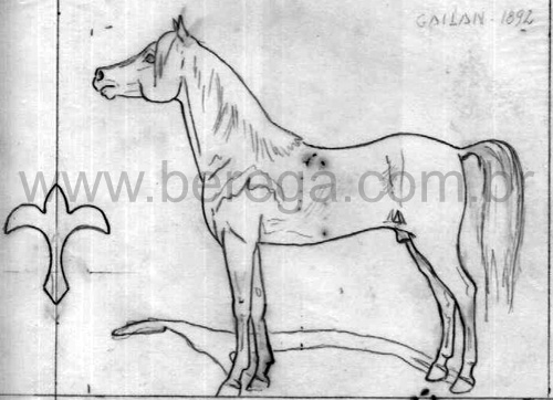 esbo? para retrato de Gailan, primeiro cavalo ?abe da Am?ica do Sul, importado em 1892.