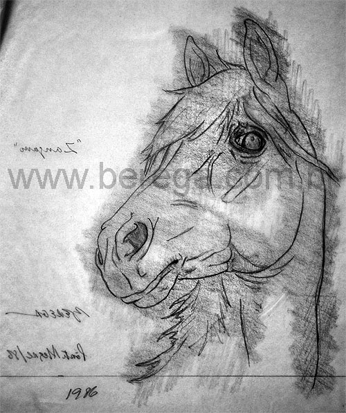 esboço de cavalo "zangano" - 1986