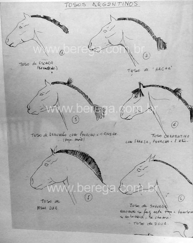 O Cavalo Crioulo: Vamos desenhar?