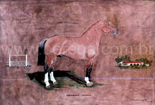 cavalo crioulo Andariego Iberica - 1976