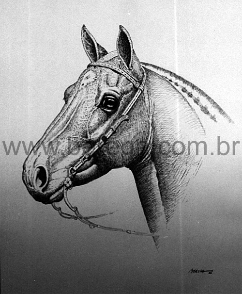 Cavalo Crioulo em Bico de Pena