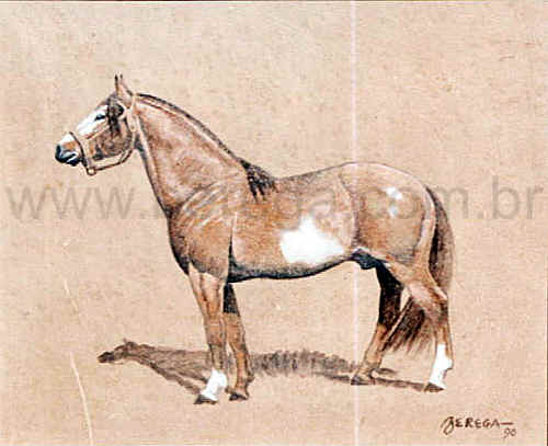 cavalo crioulo