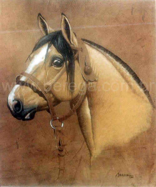 Desenho crioulo: cavalo crioulo para reboques