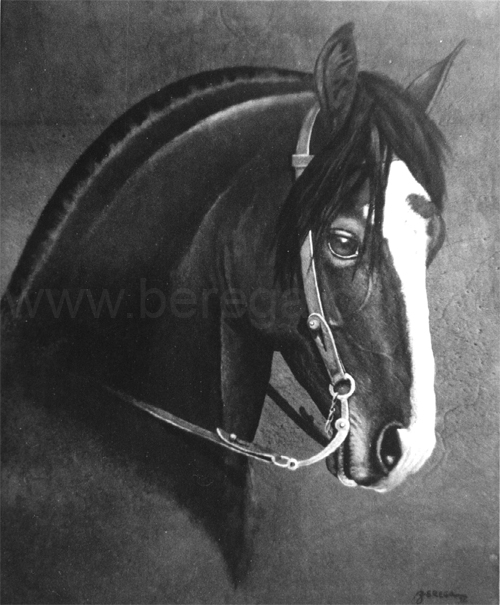 cabe? de cavalo crioulo tostado - 1992