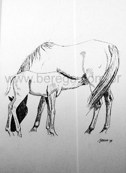 ?ua com potrilho mamando em nankin - 1994