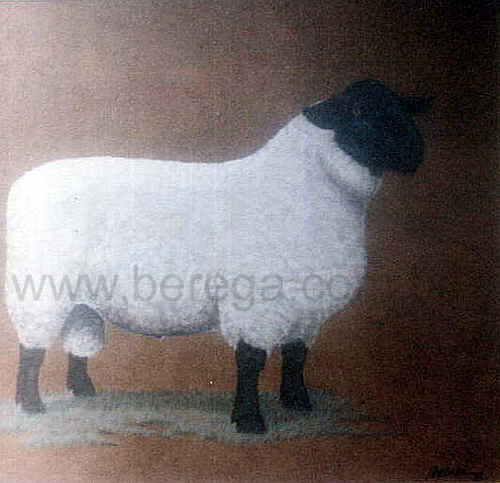 Ovinos - Carneiro Suffolk